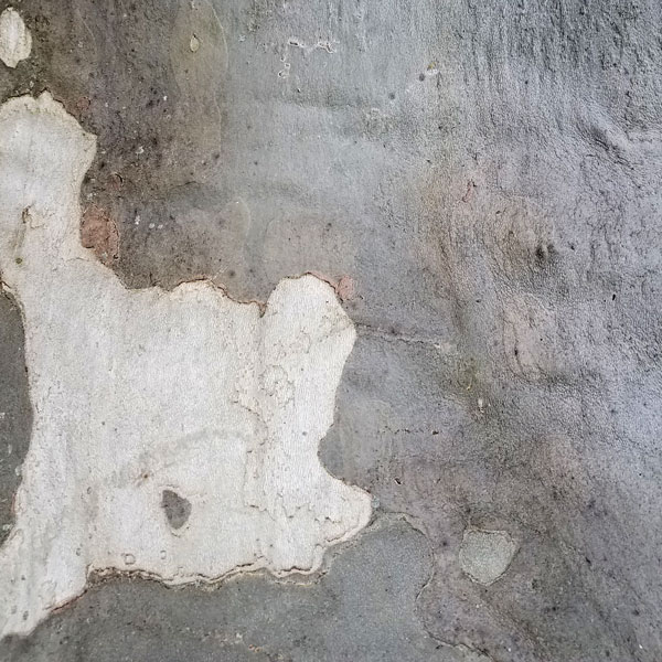 bark