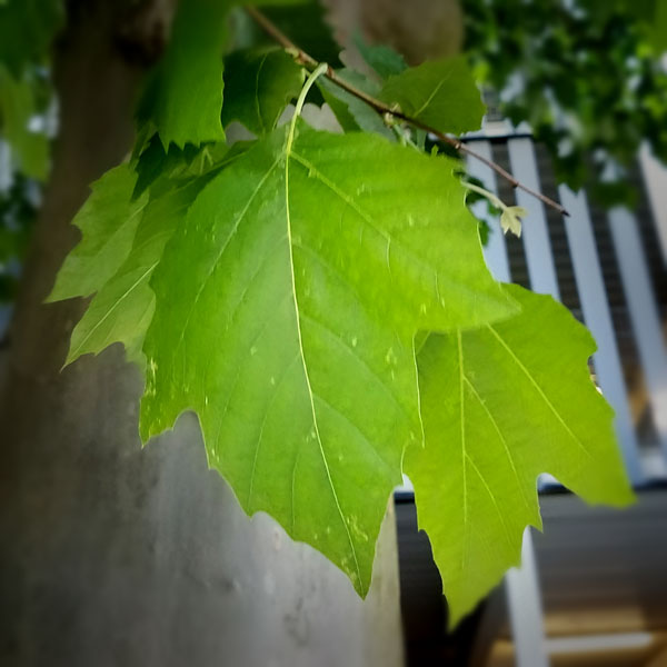 Leaves