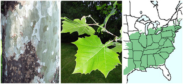 Platanus occidentalis