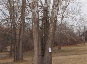 A tapped sycamore tree
