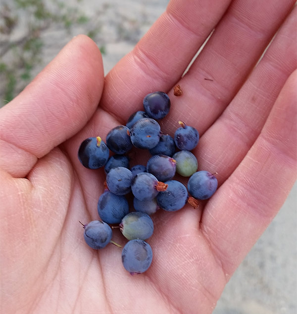 Fresh Picked Blueberries