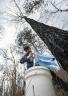 Will Engemann collects sap using Wind Resistant Bag Holders
