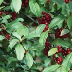 Autumn Olive