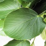 Basswood Leaf