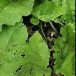 Burdock