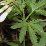 Cutleaf Toothwort