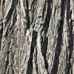 Elm Tree