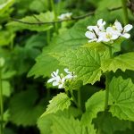 Garlic Mustard