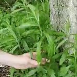 Goldenrod