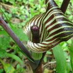 Jack in the Pulpit