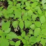 Jewelweed