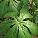 Mayapple
