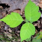 Poison Ivy