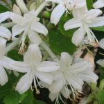 Honeysuckle Invasive Plant