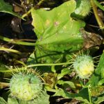 Wild Cucumber