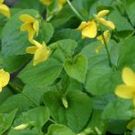 Yellow Wood Violet